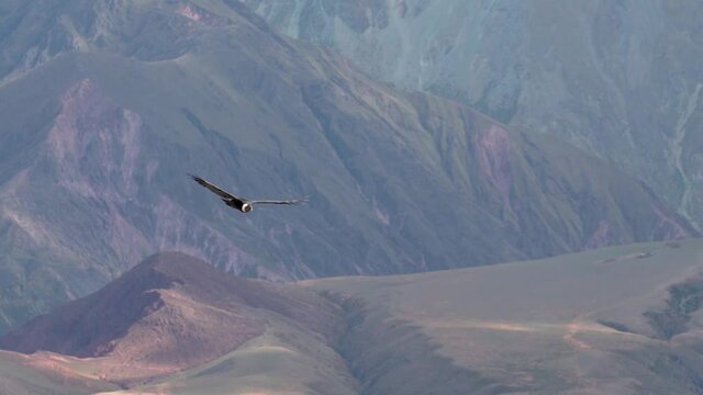 Andean condor flying in colorful ceroos