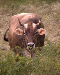 Bovine watching