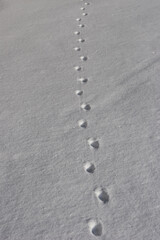 Traces in the snow