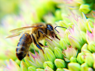 honey bee on flower, closeup, shallow depth of field