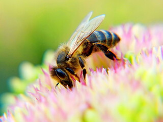 honey bee on flower, closeup, shallow depth of field
