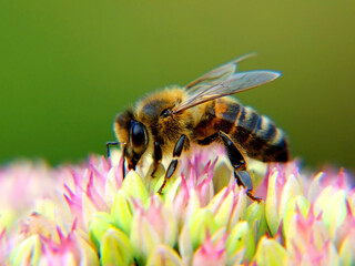 honey bee on flower, closeup, shallow depth of field