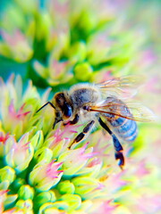 honey bee on flower, closeup, shallow depth of field
