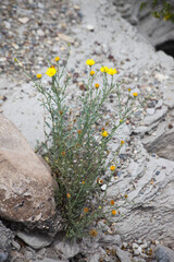 Yellow wildflowers in the desert