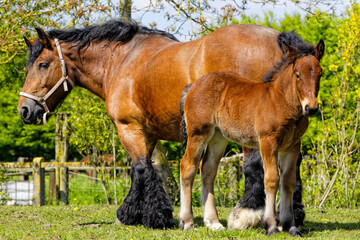 Obraz premium trait du nord