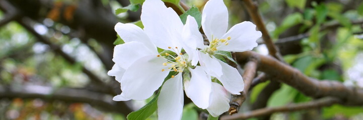 white flowers of a tree