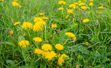 yellow dandelions on a green grass background, natural background