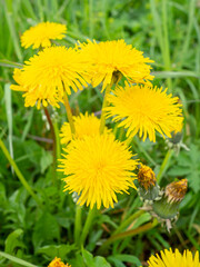 yellow dandelions on a green grass background, natural background