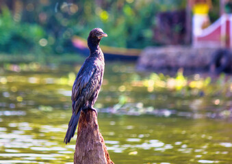 Little cormorant, a species of Cormorants bird sitting in the backwaters canal of Alleppey