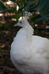 White Peacock in the shade