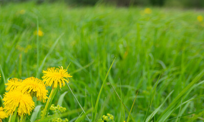yellow dandelions on a green grass background, natural background