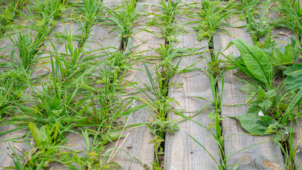 wooden planks and green grass sprouting between them, top view, natural background