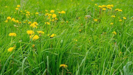 yellow dandelions on a green grass background, natural background