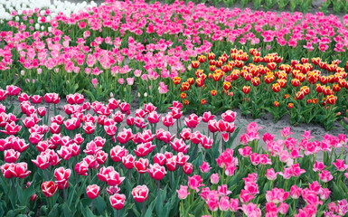 Colorful spring tulip field. multicolored vibrant flowers. beauty of nature. enjoy seasonal blossom. flowers in field. Landscape of Netherlands tulips. Spring season travel. Spring holidays