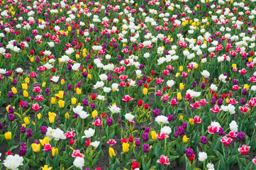 Diversity concept. Natural beauty. Springtime background. Multicolored flowers. Tulip fields colourful burst into full bloom. Womens day. Perfume fragrance and aroma. Flowers shop. Growing flowers