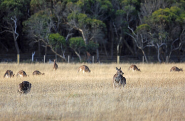 Wild kangaroo on the meadow - Victoria, Australia