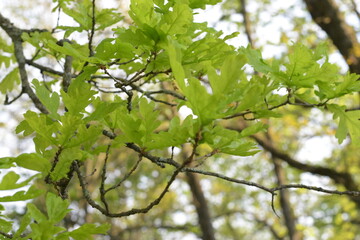 green leaves oak on a tree