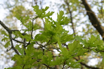 spring oak leaves