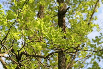 oak tree branches with leaves