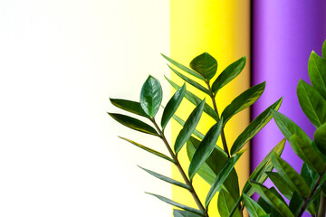 Branches and leaves of houseplant Zamioculcas on white, yellow and purple background. Popular trendy tropical plant for home decor. Close-up, copy space.