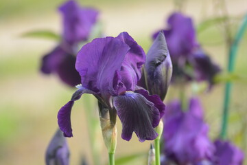 purple iris flowers