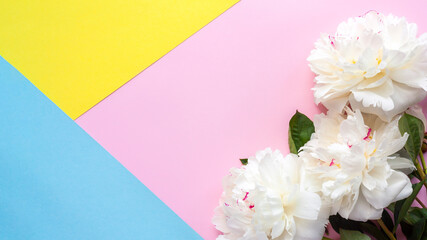 Frame border of white peonies flowers on pink, yellow and blue background. Spring or summer modern banner. Women's Day, Mother's Day, wedding floral background. Flat lay, top view, copy space.