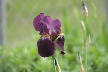 purple iris flower in spring