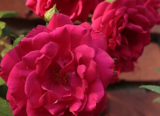 pink rose bush