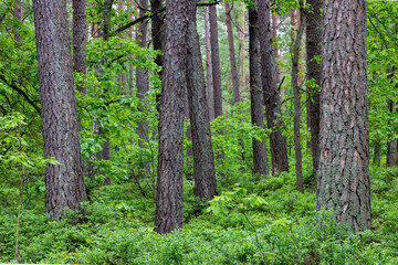Large trees in a pine forest. View of coniferous trunks.
