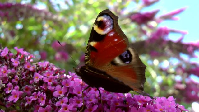 European Peacock Butterfly collecting nectar from a purple Buddleia bush.