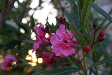 A pink oleander blossom