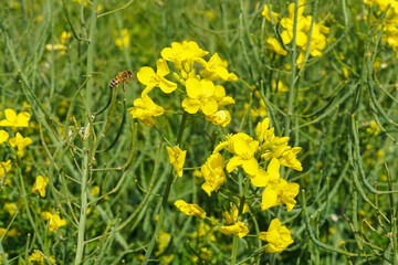 Obraz premium A honeybee flying towards a bright rapeseed flower on a field 