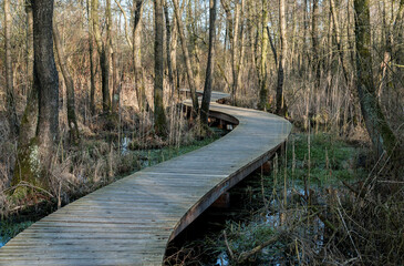 Wooden curved footpath over a swamp.