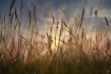 Fototapeta na wymiar Setting sun shining though long grass with motion blur