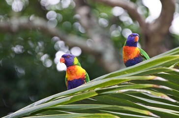 rainbow lorikeet parrot