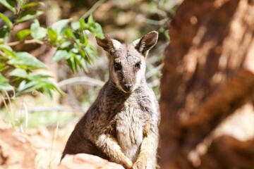 Wallaby portrait