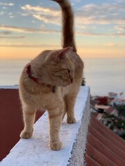tenerife gato