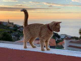 Tenerife gato