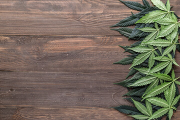 CBD Beautiful background green cannabis flowers.Cannabis Sativa Leaves On Dark - Medical Legal Marijuana,cannabis leaf on old wooden table