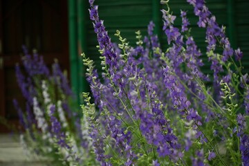 Larkspur flowers in a garden wallpaper