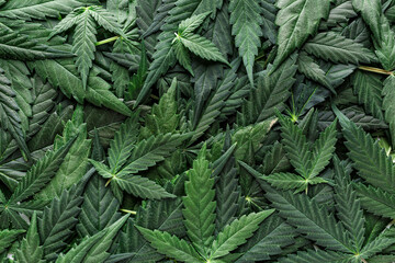 CBD Beautiful background green cannabis flowers.Cannabis Sativa Leaves On Dark - Medical Legal Marijuana