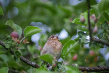 Stolzer Jungvogel sitzt im Apfelbaum