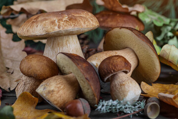 Mushroom Boletus in wooden wicker basket. Boletus edulis over Wood Background, close up on rustic...