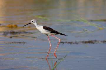 Black-winged stilt also common stilt in marsh waters. its warm tones.