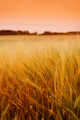 Fototapeta na wymiar Ripe wheat field landscape at sunset