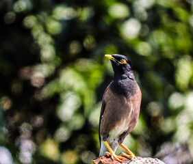 this picture shows the summer bird pose captured in the morning. This image shows a lazy summer,energetic feeling in morning.