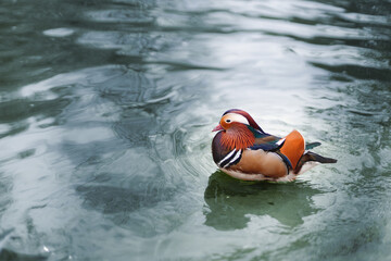 Mandarin duck on water