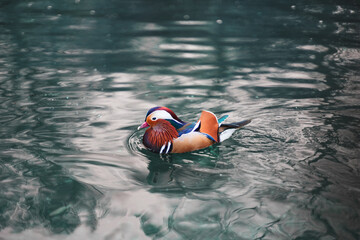 Mandarin duck on water