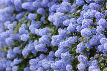 Beautiful bed of blooming Californian lilac flowers (Ceanothus thyrsiflorus repens). Shallow depth of field.