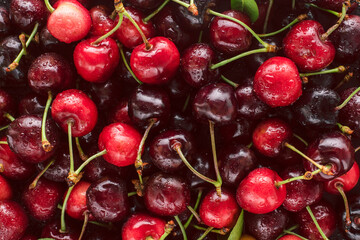 Cherry red background. Fruit berry background from many cherries.